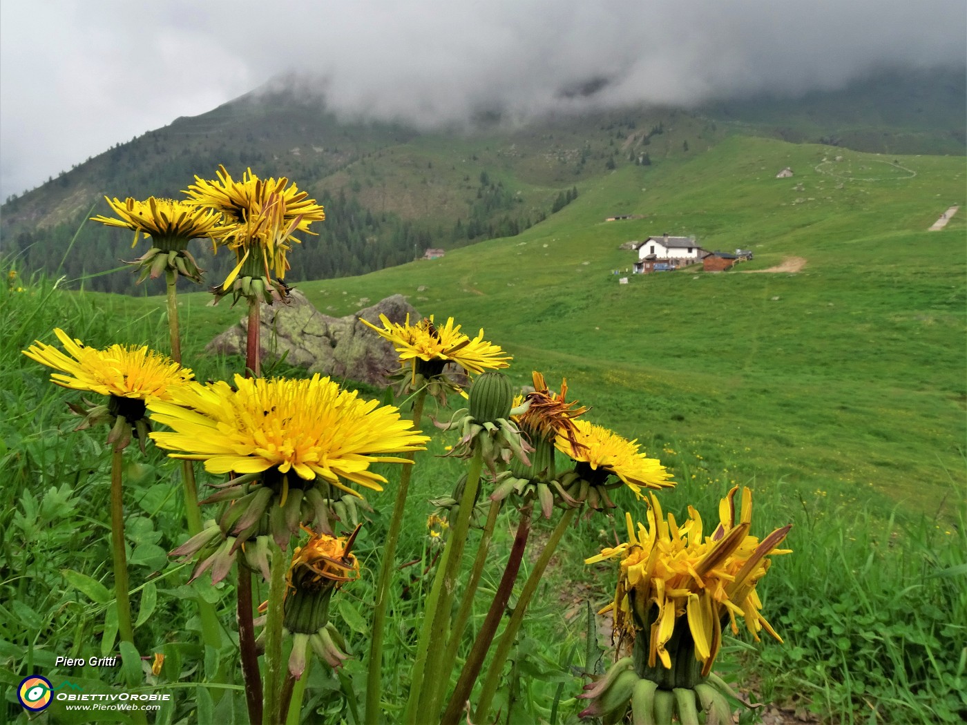 75 Tharassacum officinale (Tarassaco comune) con nuvoloni carichi di  pioggia al rientro ai Piani dell'Avaro.JPG